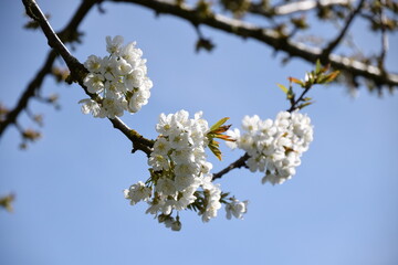 D&eacute;tail de cerisier en fleur