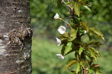 Détail de cerisier en fleur
