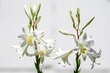 Many large delicate white flowers of Lilium or Lily plant in a British cottage style garden in a...