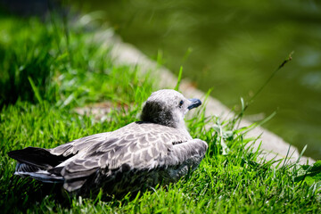 One injured seagull on green grass near a lake in a sunny summer day.