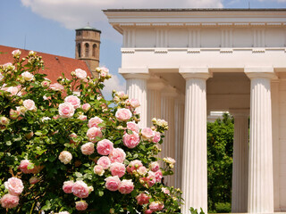Varietal elite roses bloom in Rosengarten Volksgarten in Vienna. Pink Floribunda rose flowers in...