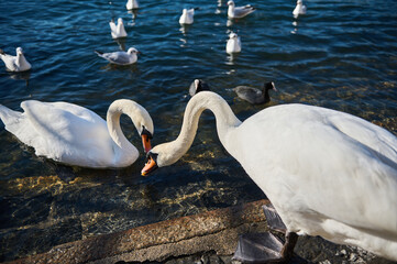 Beautiful white swans eat and feed on Lake Como in Italy.