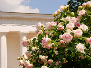 Varietal elite roses bloom in Rosengarten Volksgarten in Vienna. Pink Floribunda rose flowers in the park at the background of Theseustempel columns