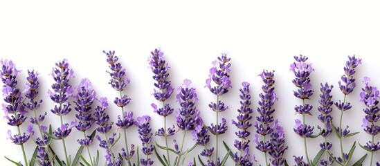 Row of Lavender Flowers on White Background