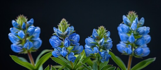Group of Blue Flowers With Green Leaves