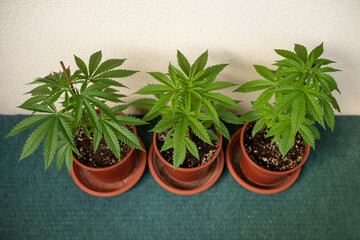 Drei Cannabis Pflanze Anbau Zuhause Sommer