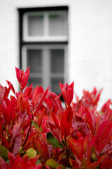 Red shrubbery in front of a white house