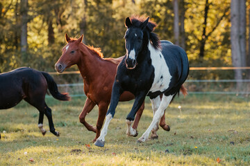 Quarter Horse Herde