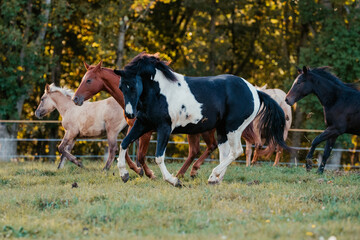 Quarter Horse Herde