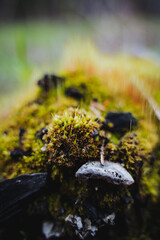 Close up of a mushroom on a mossy rock in a forest