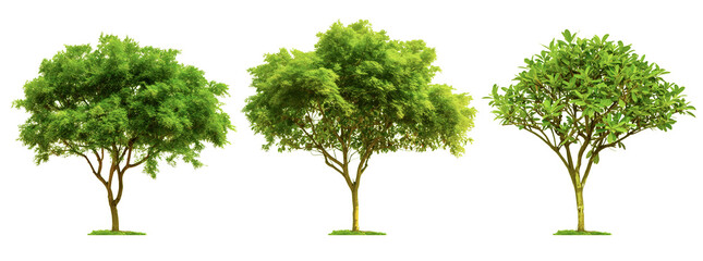3 different sandalwood trees isolated on transparent or white background, 3d rendering