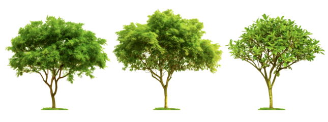 3 different sandalwood trees isolated on transparent or white background, 3d rendering