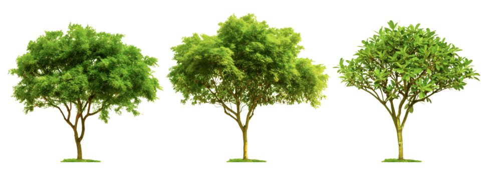 3 different sandalwood trees isolated on transparent or white background, 3d rendering