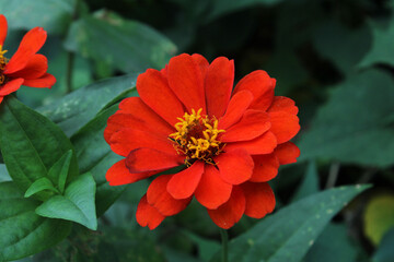 A Picture of Elegant Red Zinnia Flower with Green Leaf Background
