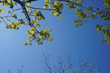 green branches against blue sky. Trees with green foliage against the blue sky and clouds.