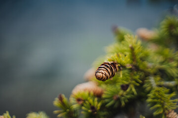 Macro photography of a pine cone with a Pollinator insect on a branch