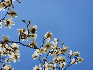 Yulan magnolia flowers are in bloom under the blue sky. Magnolia denudata.