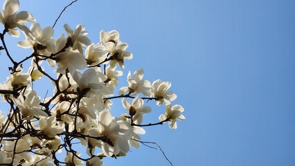 Yulan magnolia flowers are in bloom under the blue sky. Magnolia denudata.
