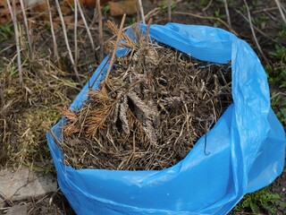 A close-up shot of a blue garbage bag full of dry branches, grass and plants standing outdoors.