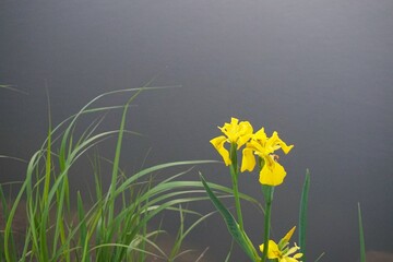 Flowering marsh iris pseudacorus at the pond. Wild yellow iris against the background of the plain...