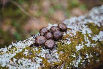 Brown balls rest on mossy log amidst plant life in natural landscape