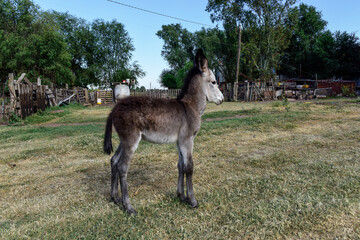 Donkey newborn baby in farm, Argentine Countryside