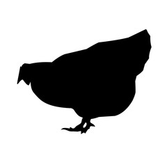 Beautiful black chicken vector silhouette art.This is an editable vector file.