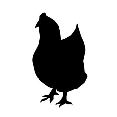 Beautiful black chicken vector silhouette art.This is an editable vector file.