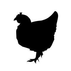 Beautiful black chicken vector silhouette art.This is an editable vector file.