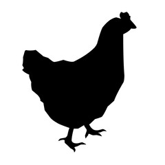 Beautiful black chicken vector silhouette art.This is an editable vector file.