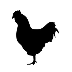 Realistic silhouette of a rooster or hen, pecking and walking,vector.