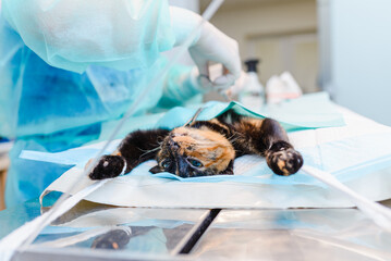 Animal surgery. A veterinarian does sterilization a young cat in the operating room. Animal surgery...