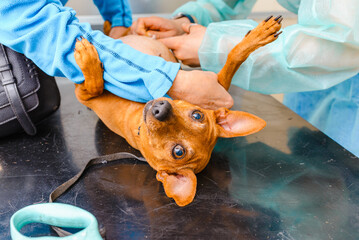 The dog is lying on the table in the veterinary clinic, his postoperative sutures are being removed.