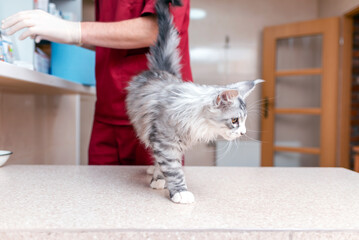 Purebred kitten is waiting on the table for vet examination in animal hospital. Purebred Siberian Maine Coon cat.