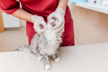 The purebred kitten is examined by a veterinarian, the teeth are checked in a veterinary clinic.