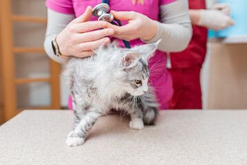A purebred kitten is being stethoscoped by a female veterinarian in an animal hospital.