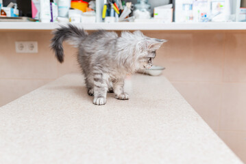 Purebred kitten is waiting on the table for vet examination in animal hospital. Purebred Siberian...