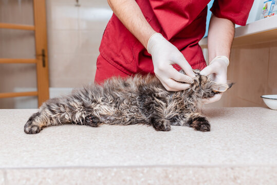 A veterinarian examines the eyes of a purebred kitten at an animal hospital.