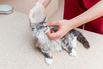 A veterinarian examines the eyes of a purebred kitten at an animal hospital.