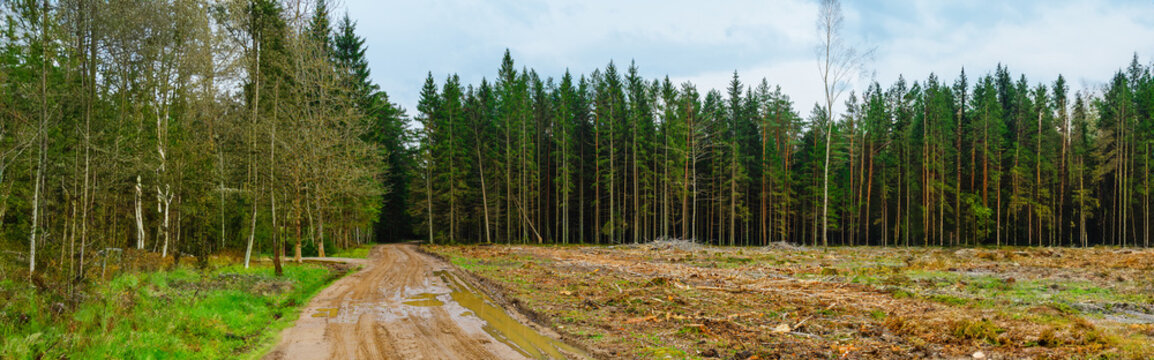 Banner image. Deforestation in the Europe forest. Trunks of trees cut down by illegal loggers and forest in the background. Europe. Concept of environment, ecology, climate change, global warming.