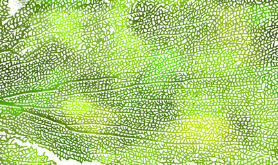 Skeleton green leaf background. Not AI. Vector illustration