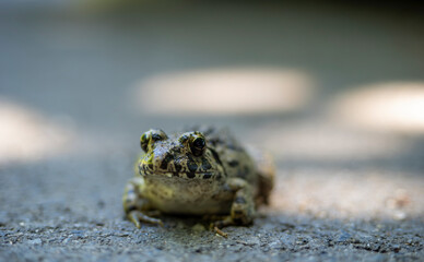 日陰でで休むヌマガエル