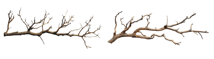 Dry tree branches two pieces isolated on white or transparent background