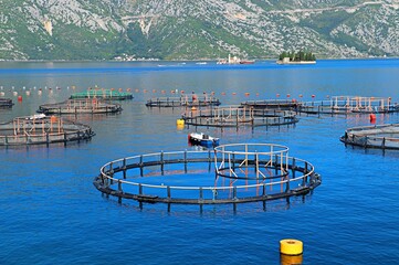 Aqua farm in the Bay of Kotor of the Adriatic Sea for growing fish, oysters and mussels