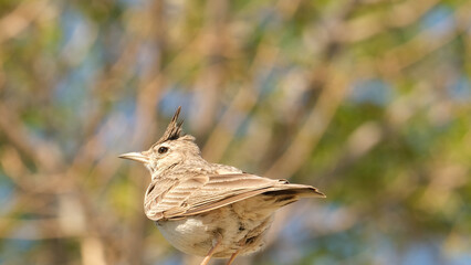 Close up brown crested lark bird with blurred background.