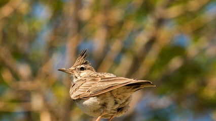 Close up brown crested lark bird with blurred background.