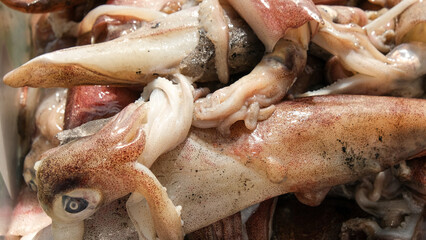 Close up uncleaned and unwashed calamari squid wtih ink inside box. Selective focused.