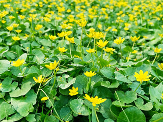 yellow flowers of herbaceous plant Spring Chistyak or Spring Buttercup growing on the lawn