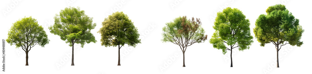 Poster realistic trees in different stages of growth isolated on white or transparent background, 3d render