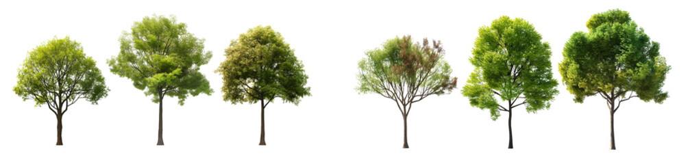 Realistic trees in different stages of growth isolated on white or transparent background, 3d rendering